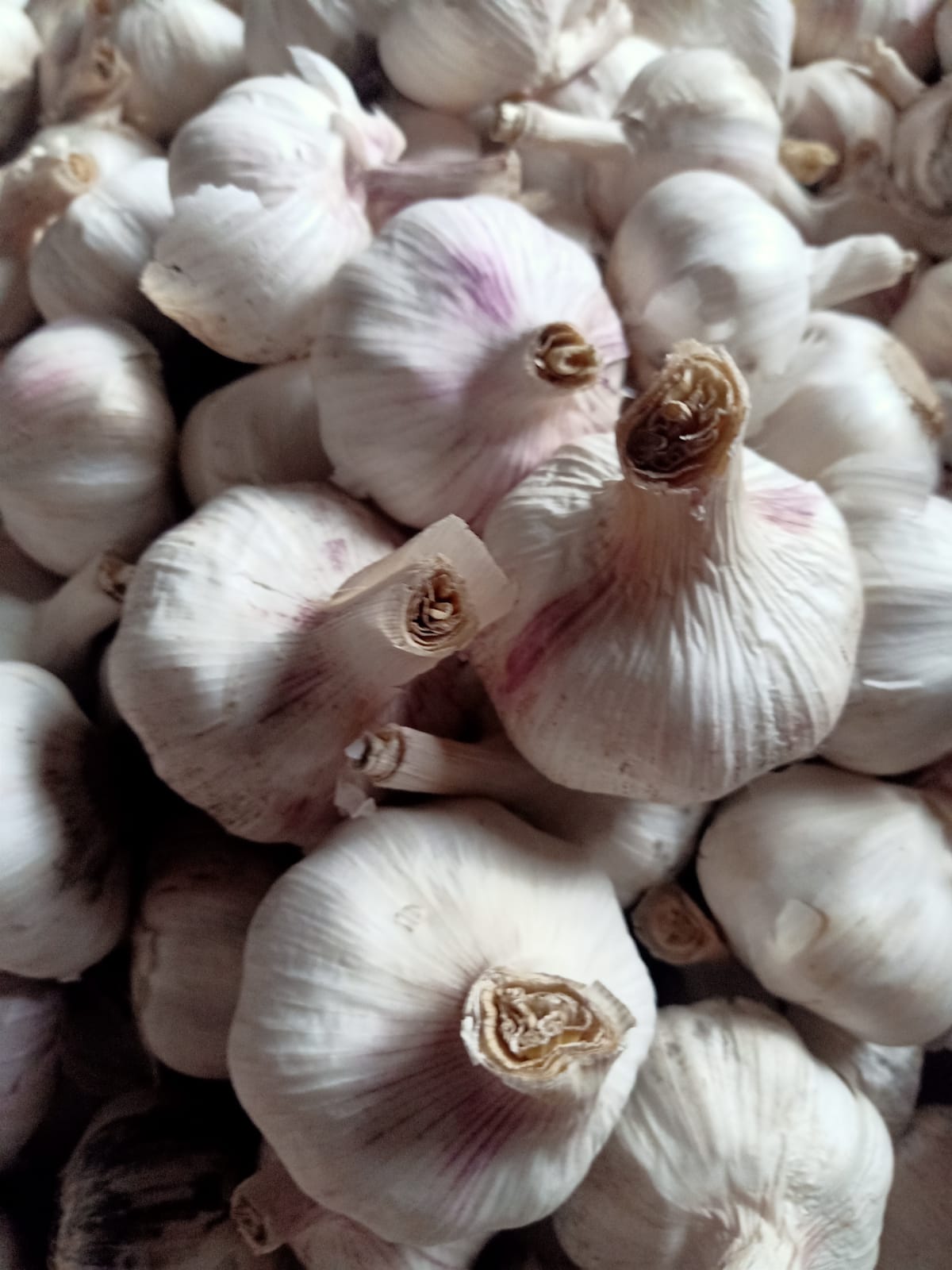 Organic Garlic